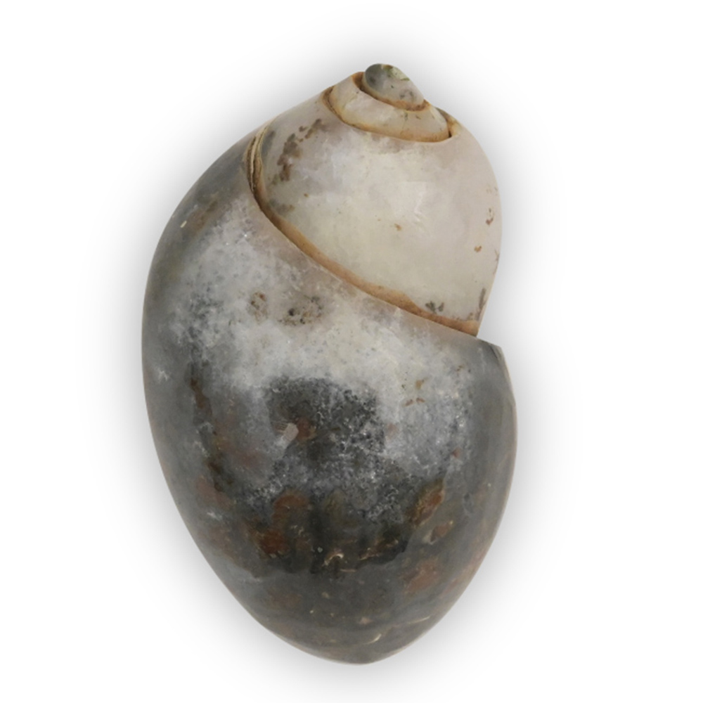 Heera Shankh - 109 gms